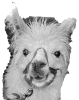 fluteface's Avatar