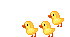 HSBirdChicksRuns.gif