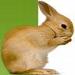 FLRabbit's Avatar